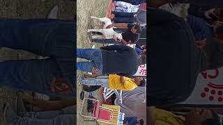 Dog attack in Dog Show || Dog Fight in Dog Show 2023