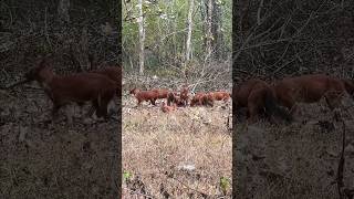 Dhole - Wild dog hunting in pack #dhole #wilddog #wildanimals #bandipurtigerreserve #animals #dog