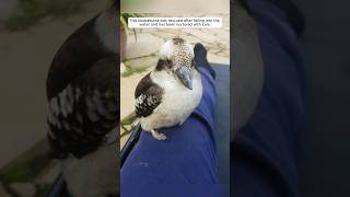 This kookaburra has been rescued and raised with love. #animalshorts #shortsvideo