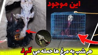 این موجود هر شب به مرغ ها حمله میکرده