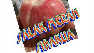 SALAK MERAH PADANG SIDIMPUAN || SALAK SIBAKUA