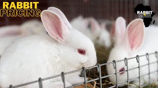 Pricing Rabbits the Right Way // Rabbit farming in Africa