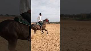 Horse riding tips #yadavbrand2song #shortsvideo #shortsfeed #horselover #yadavbrandsong