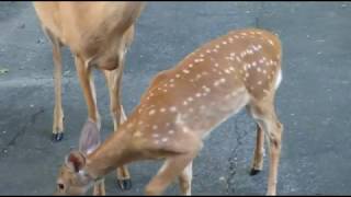 2019 Deer Family at two Months old Fawn