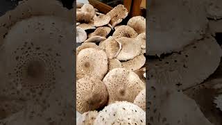 Czubajka kania. Potężny wysyp grzybów. Wkrótce film 🍄🍄🍄#mushrooms