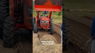 Mulching Newly Planted Garlic