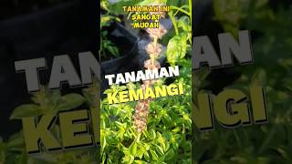 Tanam Kemangi. #kemangi #daunkemangi #tipsberkebun #berkebun #berkebunorganik #berkebundirumah