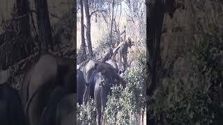 Four Lions Take On Massive Buffalo Herd#lion #animals