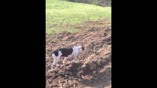 Crackers (the dog) sniffing and ... kissing? the cows (May 2014)