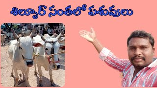 శిల్పూర్ సంతలో పశువు#market