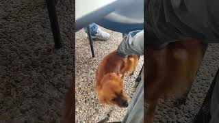 Perrito Descubre la Mejor Forma de Rascarse: ¡Con Mi Zapatilla!