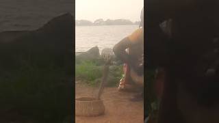 How to train Cobra 🥰#viral #viralvideos #youtubeshorts #youtube #short @ Sri Lanka