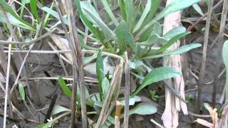 Wild plant food journey's # 6 Sea aster (Aster tripolium).MP4