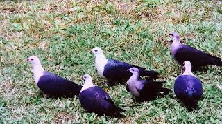 White-headed pigeon, appear in eastern Australia, embodiment of consciousness in the mundane world