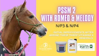 HOW I HELPED ROMEO MY PSSM2 HORSE - N/P3 & N/P4 - Welsh Section D