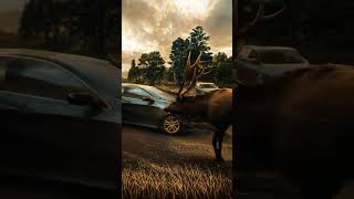 Bull elk walking right in front of the car in Mammoth, Yellowstone National Park.