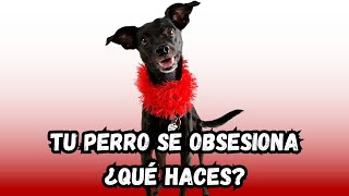 TU PERRO SE OBSESIONA, ¿QUÉ HACES?