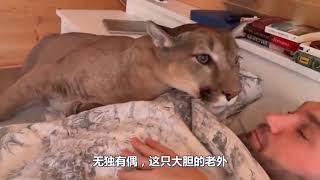 男子养了只70斤的大猫？每天叫主人起床，敢怒不敢言