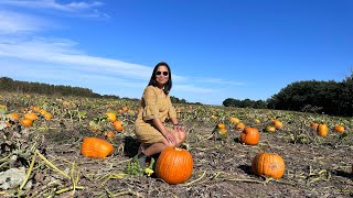 Pumpkin U-Pick  🤩 Nova Scotia-Canada