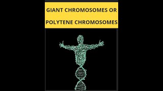 Giant chromosomes or polytene chromosome