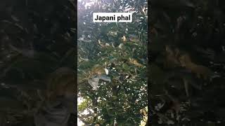 japani phal plant and fruits #gardening #nursery #outdoorplants