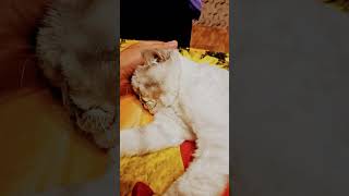 #рекомендации #милыепитомцы #shortvideo #рек #cat