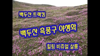 백두산 흑풍구와 야생화 #46