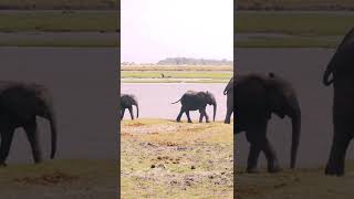 Elephant #animalshorts #elephantsound