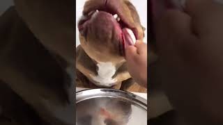 BEST DOG EATING FOOD #dogfood #dog #eating #tiktok #douyin #shorts