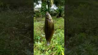 video dari sedulur fishing mancing sepat siam #shorts #short #shortvideo