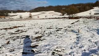 ❄️ Dalmatians enjoy at snow 🇭🇷 puppy first time at ❄️ greetings from #biserzagorja