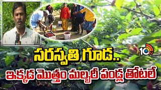 Mulberry Fruit Farming | సరస్వతి గూడ.. ఇక్కడ మొత్తం మల్బరీ పండ్ల తోటలే | Matti Manishi | 10TV News