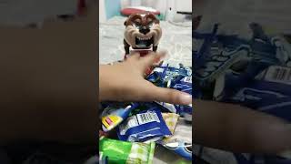 lot of candies and chocolates for grumpy dog 🐶 #shorts #asmr #best #trendy #grumpydog