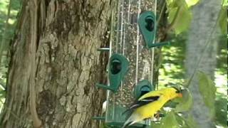 2 American Goldfinch talking to each other