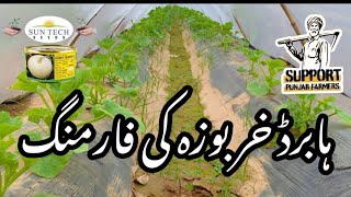 Hybrid melon 🍈 Farming | Aaj ham kharbuje ko Godi karenge |Hybrid kharbooze farming