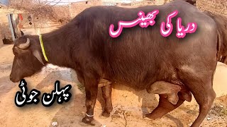 mashallah dariya ki bhains||for sale||contacts number 03316731253 Whatsapp number03316731253