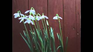 Galanthus nivalis