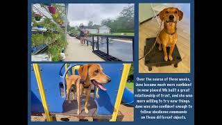 June's 3-week Board and Train | Chattanooga dog trainers