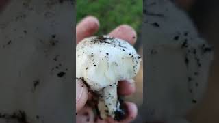 What is the difference between horse mushroom, field mushroom and yellow strainer