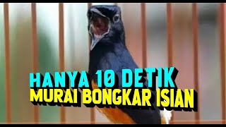 10 Detik emosi Bunyi ! Pancingan Murai Batu Gacor Bongkar isian, Sebelum Lomba Maupun Dirumah Macet