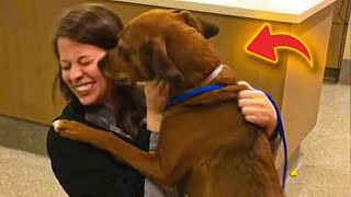 Dog missing for 2 years recognizes Mom’s scent at shelter and can’t contain her joy