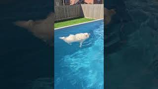 Dog first swimming in our infinity pool