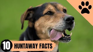 Huntaway dogs: Everything You MUST know before owning one