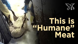 SHOCKING: Violent Abuse at “Humane” Meat Slaughterhouse