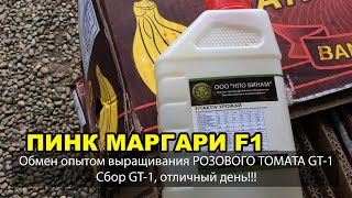 ПИНК МАРГАРИ F1. Некоторые препараты которые использовал Роман, Сбор томата