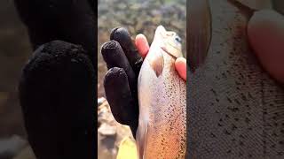 Catching Rainbows! #shorts #subscribe #fish #rainbowtrout