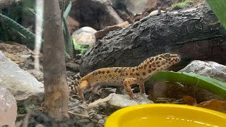 Night time bug watch in my leopard geckos bioactive vivarium 🐛🪲🦎 (PART 2)