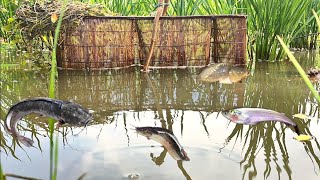 Unique Best Fishing Trap | Young Mans Fish Hunting by Bamboo Trap | Best Fish Trapping Video