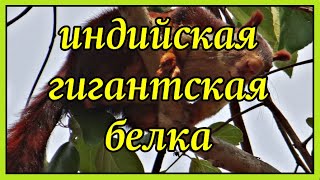 Невероятная индийская гигантская белка