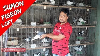 Sumon Mahamud Pigeons Loft | pigeon videos | Pigeon Market in Bangladesh | Pigeon Market.net